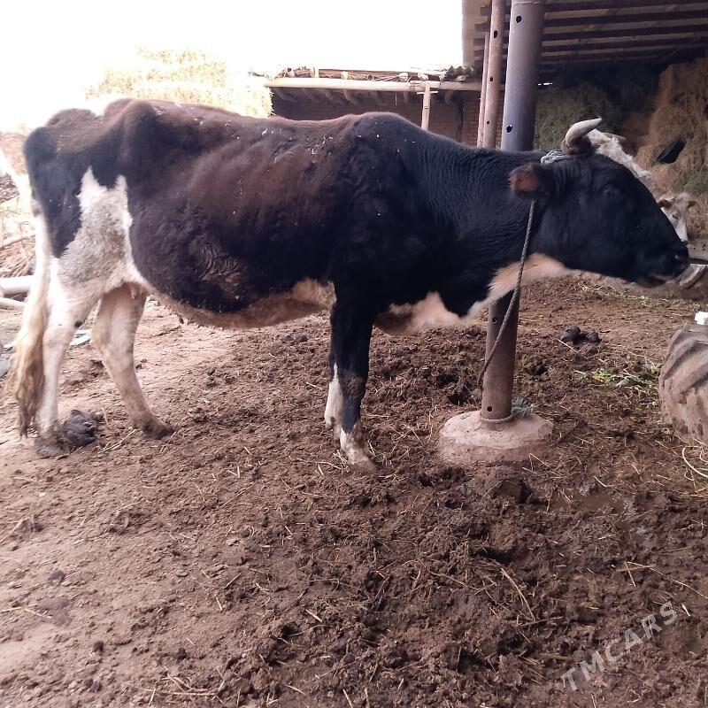 Улы етик богаз сыгыр - Саят - img 1