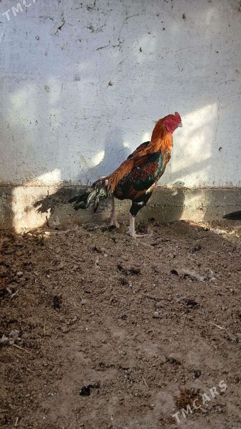 хораз - Чарджоу - img 2