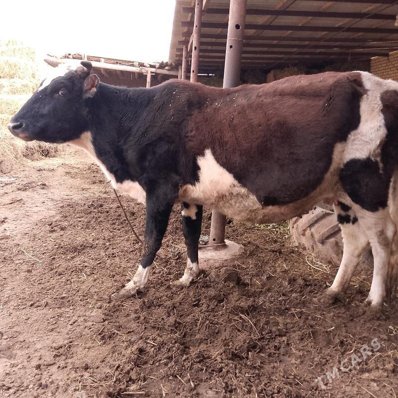 Улы етик богаз сыгыр - Саят - img 6