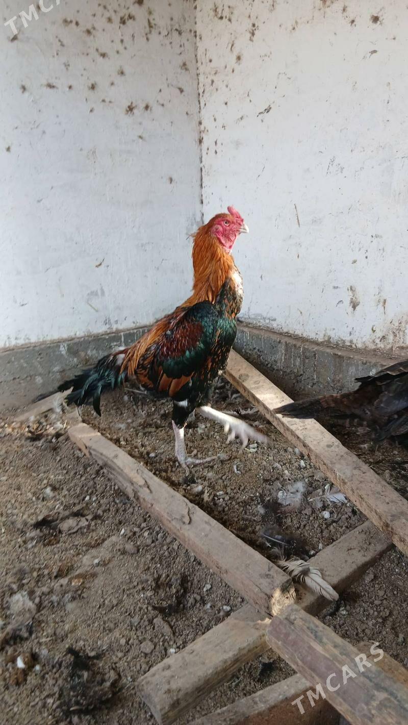 хораз - Чарджоу - img 5