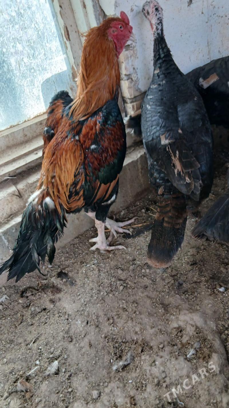 хораз - Чарджоу - img 4