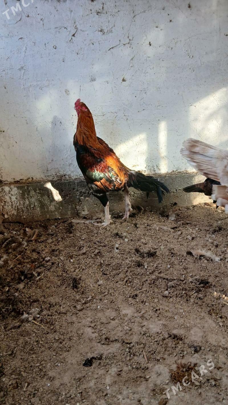 хораз - Чарджоу - img 3