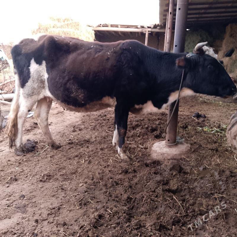 Улы етик богаз сыгыр - Саят - img 3