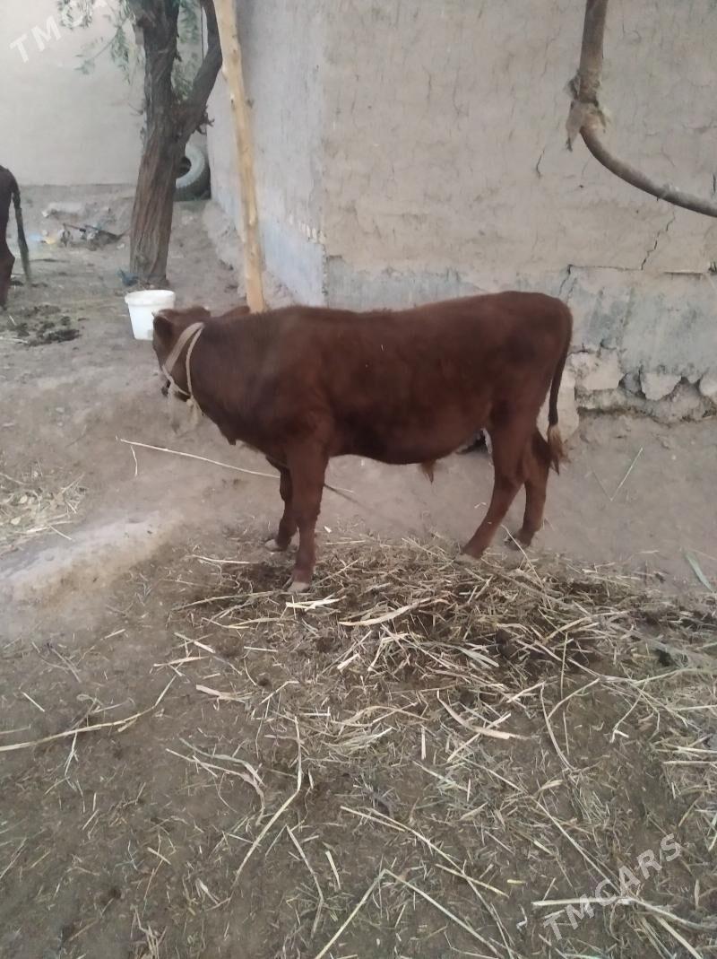 okiz - Daşoguz - img 1