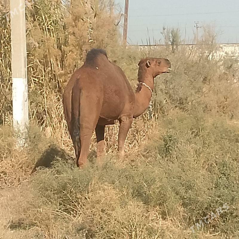 Torumul düýe - Ак-Бугдайский этрап - img 2