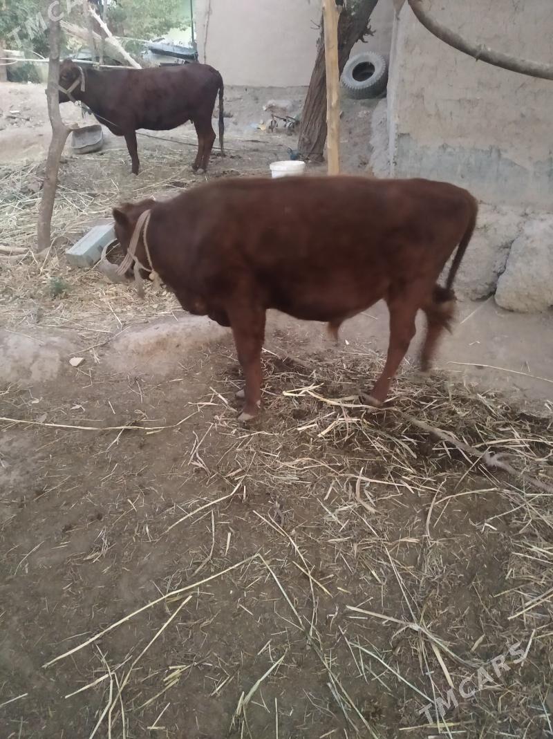 okiz - Daşoguz - img 4