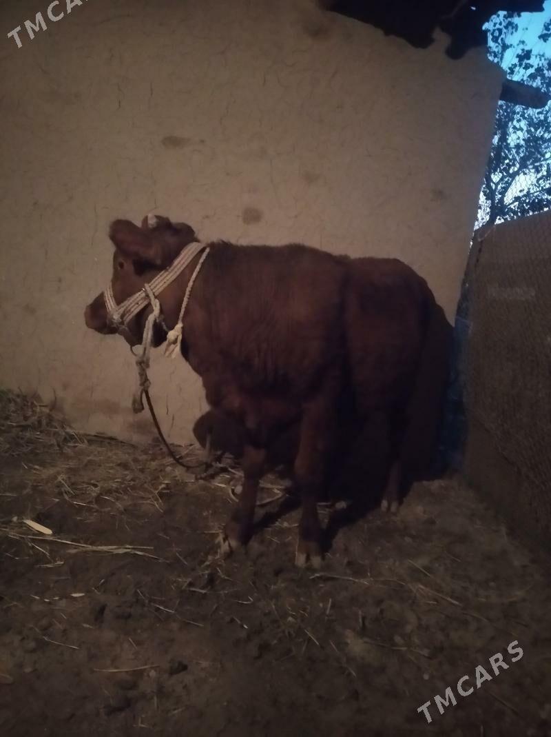 okiz - Daşoguz - img 5