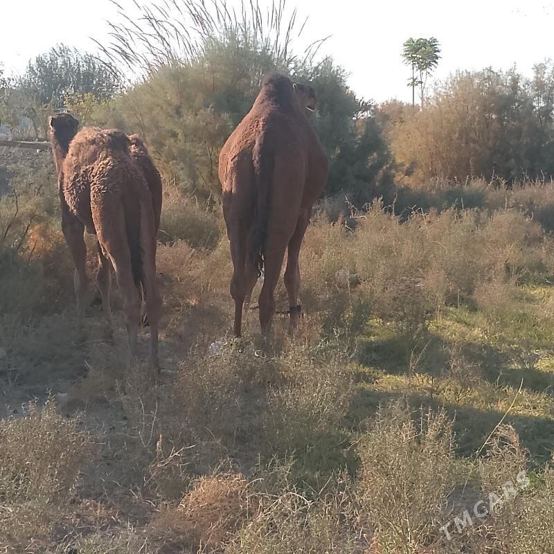 Torumul düýe - Ак-Бугдайский этрап - img 3