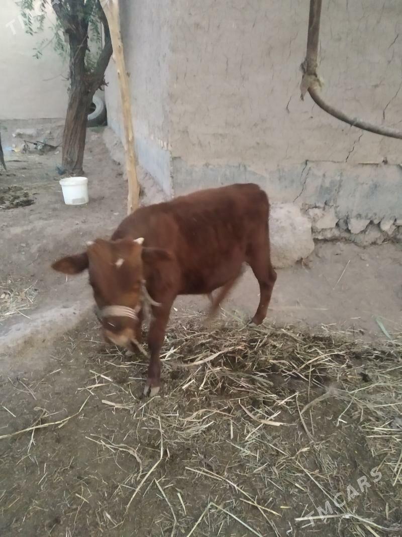 okiz - Daşoguz - img 2