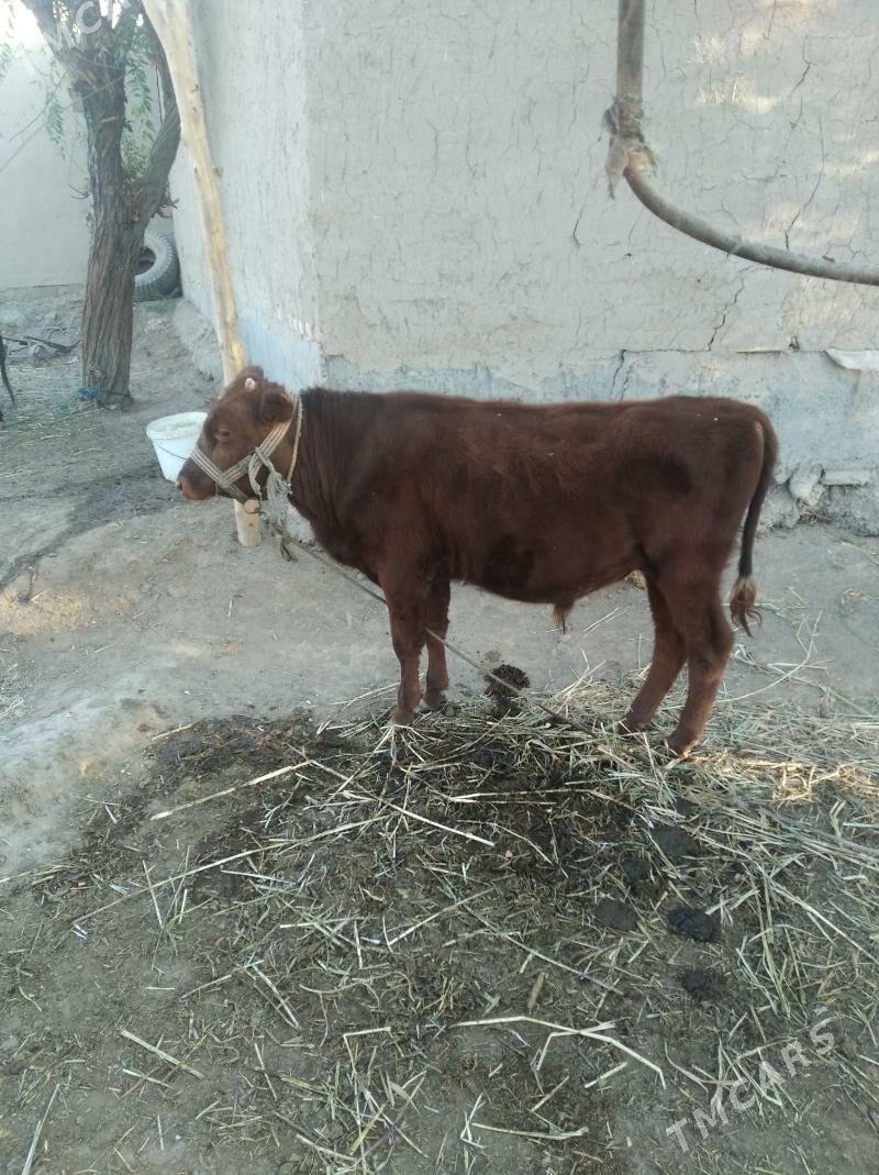 okiz - Daşoguz - img 6