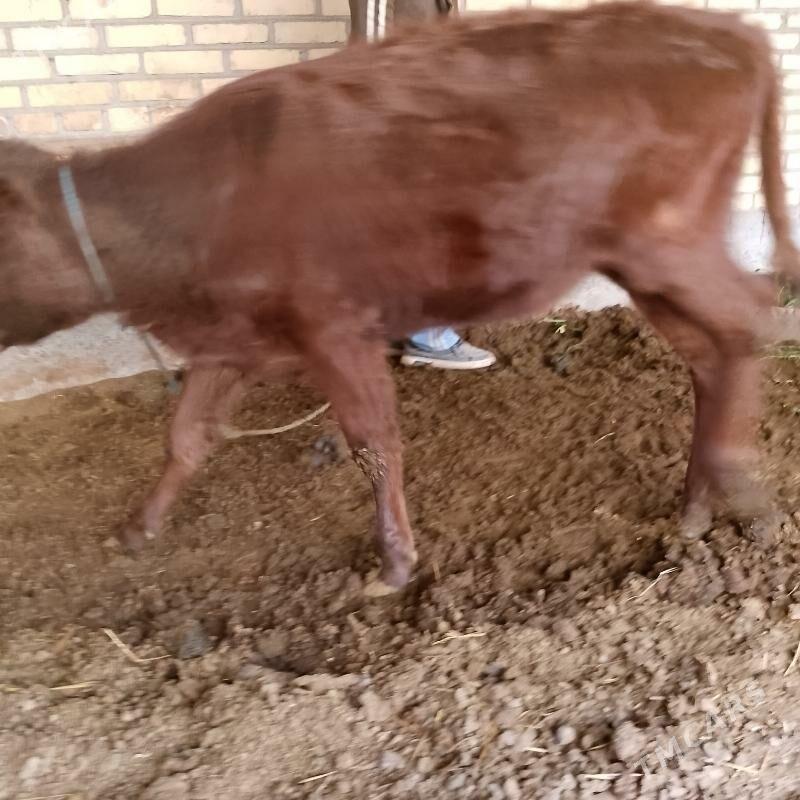 Гунажын 11айлык мал этмек ун - Сакар - img 2