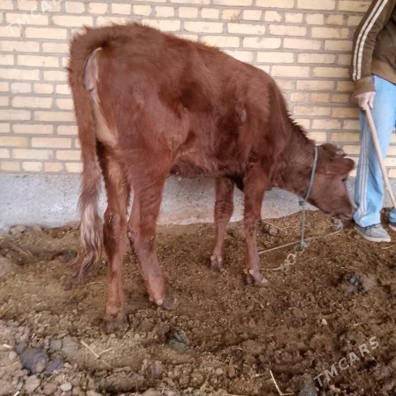 Гунажын 11айлык мал этмек ун - Сакар - img 1