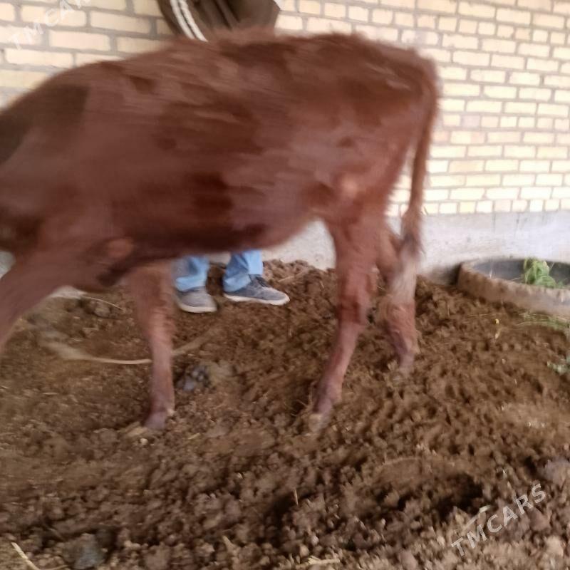 Гунажын 11айлык мал этмек ун - Сакар - img 3