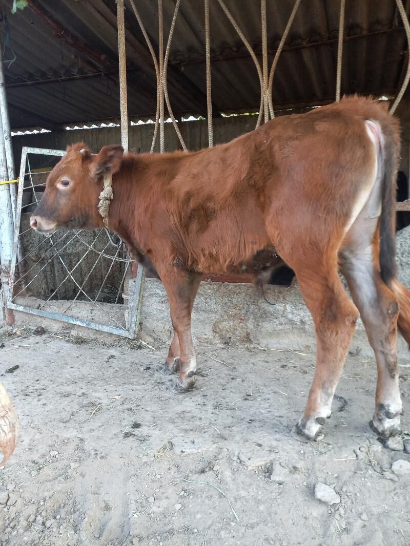 Okuz - Bagyr - img 1