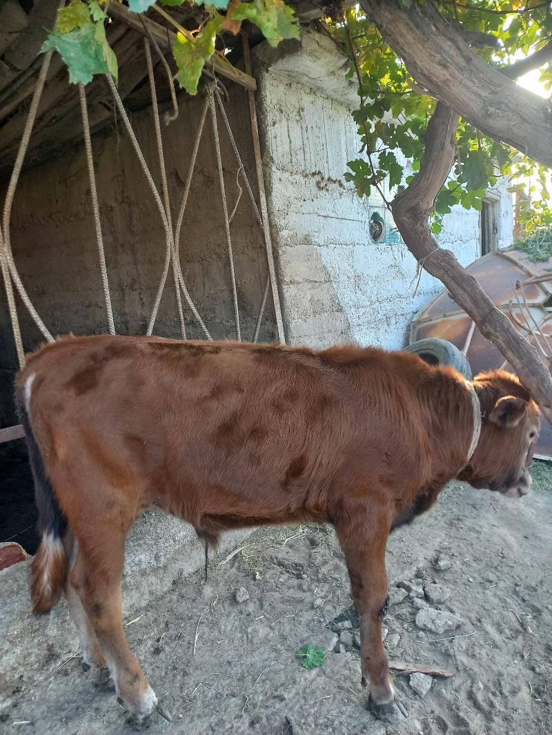 Okuz - Bagyr - img 3