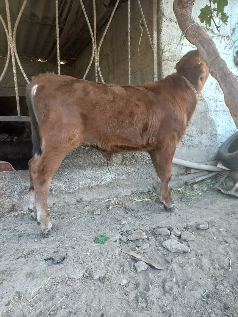 Okuz - Bagyr - img 2