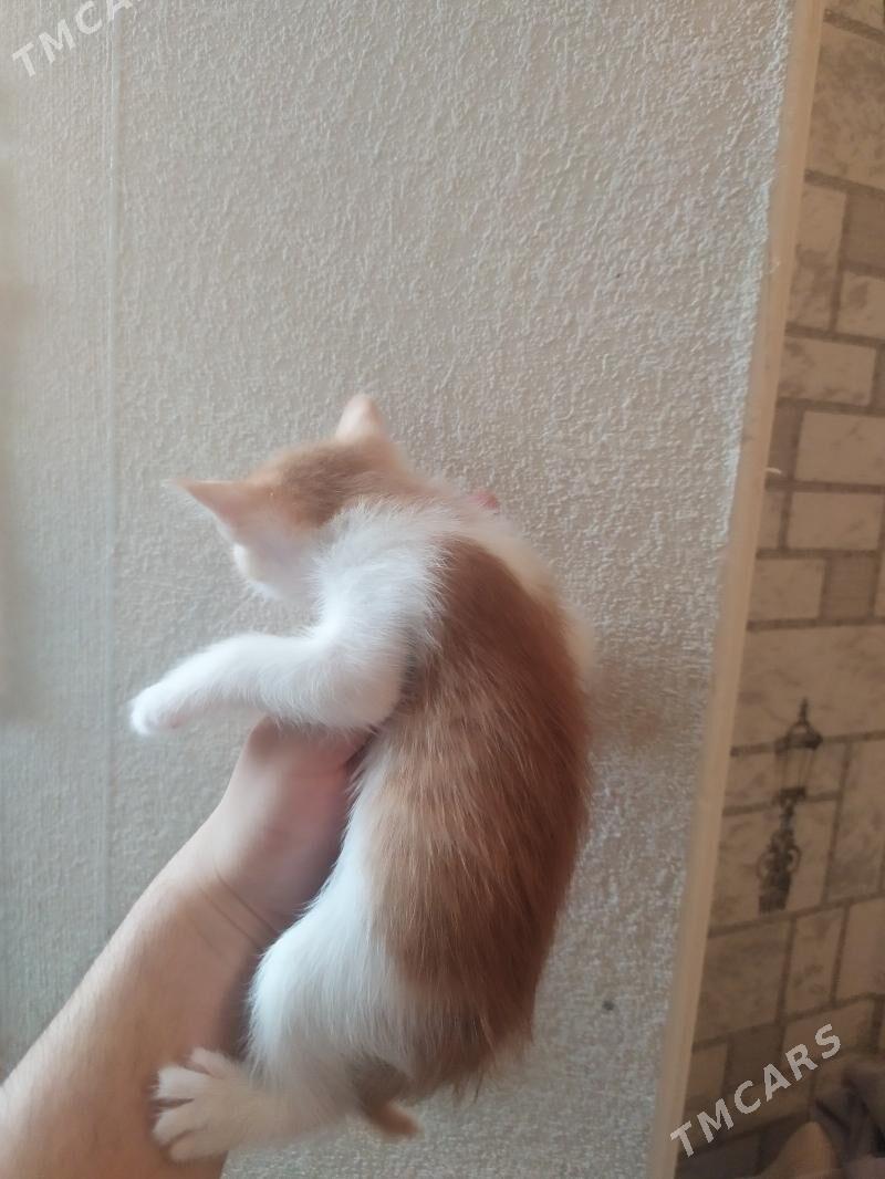 Котята в хорошие руки - Туркменабат - img 3