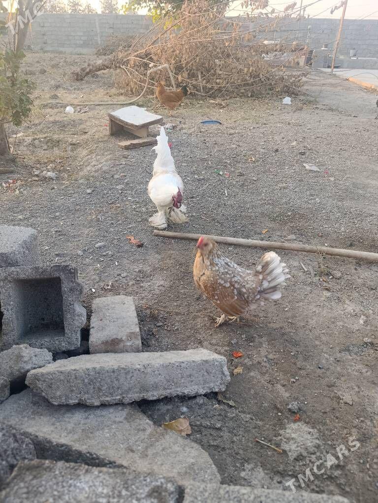 karlik - Гёкдепе - img 2