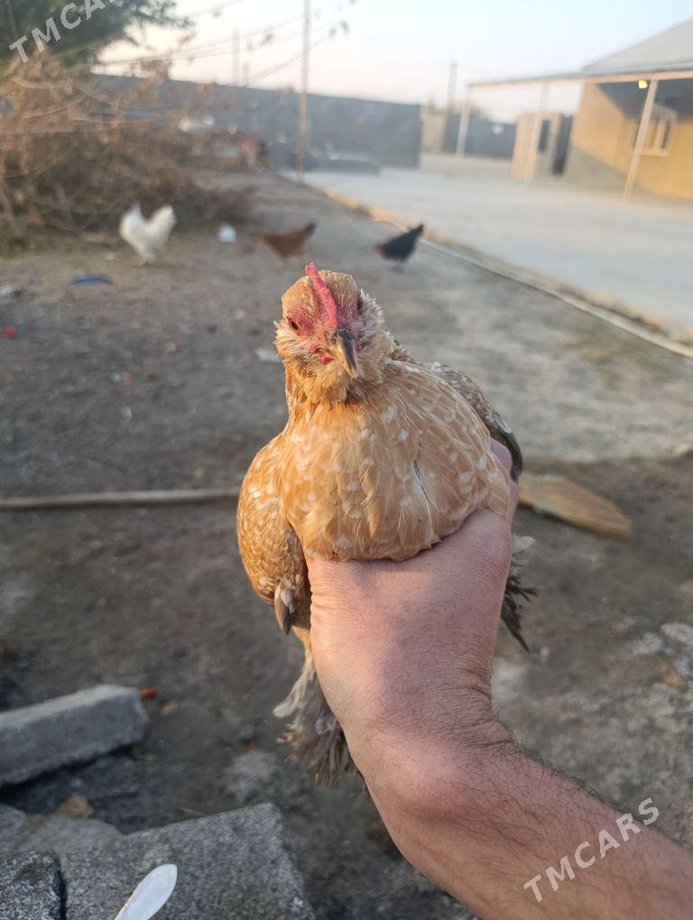 karlik - Гёкдепе - img 1