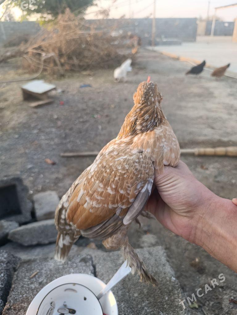 karlik - Гёкдепе - img 3