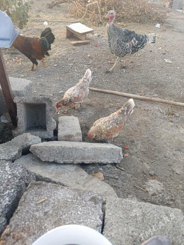 karlik - Гёкдепе - img 4