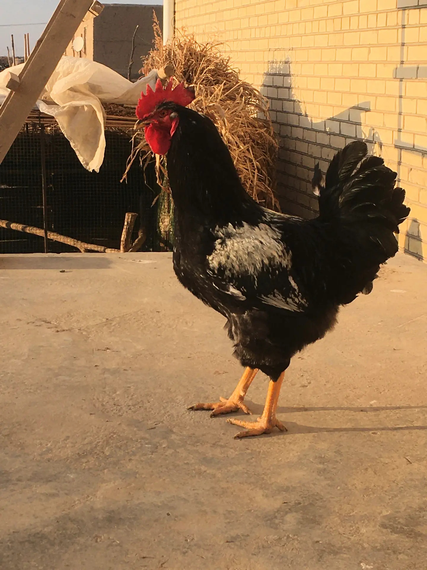 PARODA JÜJELER - Türkmenabat - img 9