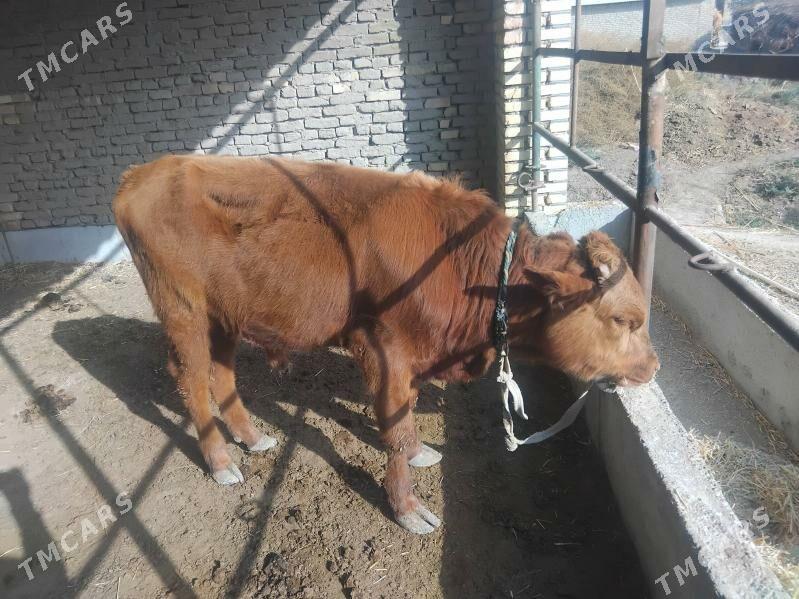 sygyrlar - Мургап - img 3