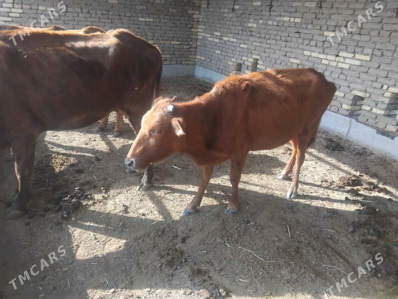 sygyrlar - Мургап - img 2