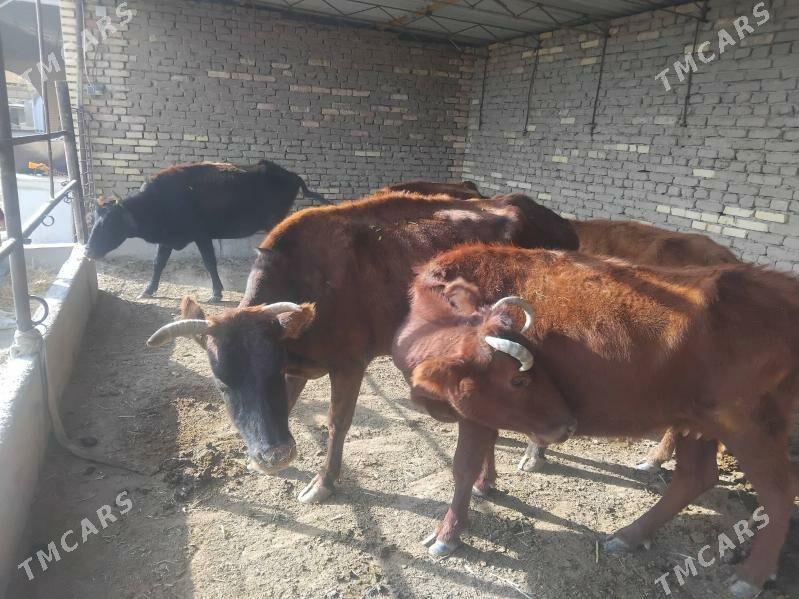 sygyrlar - Мургап - img 5