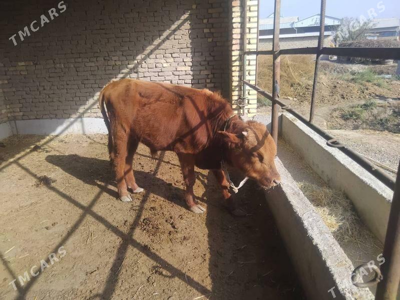 sygyrlar - Мургап - img 4