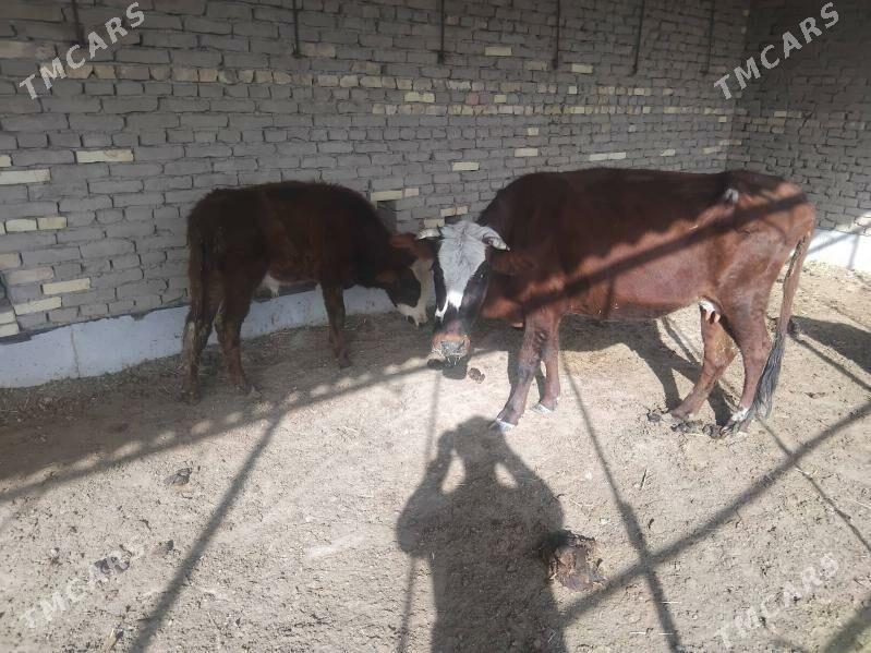 sygyrlar - Мургап - img 6