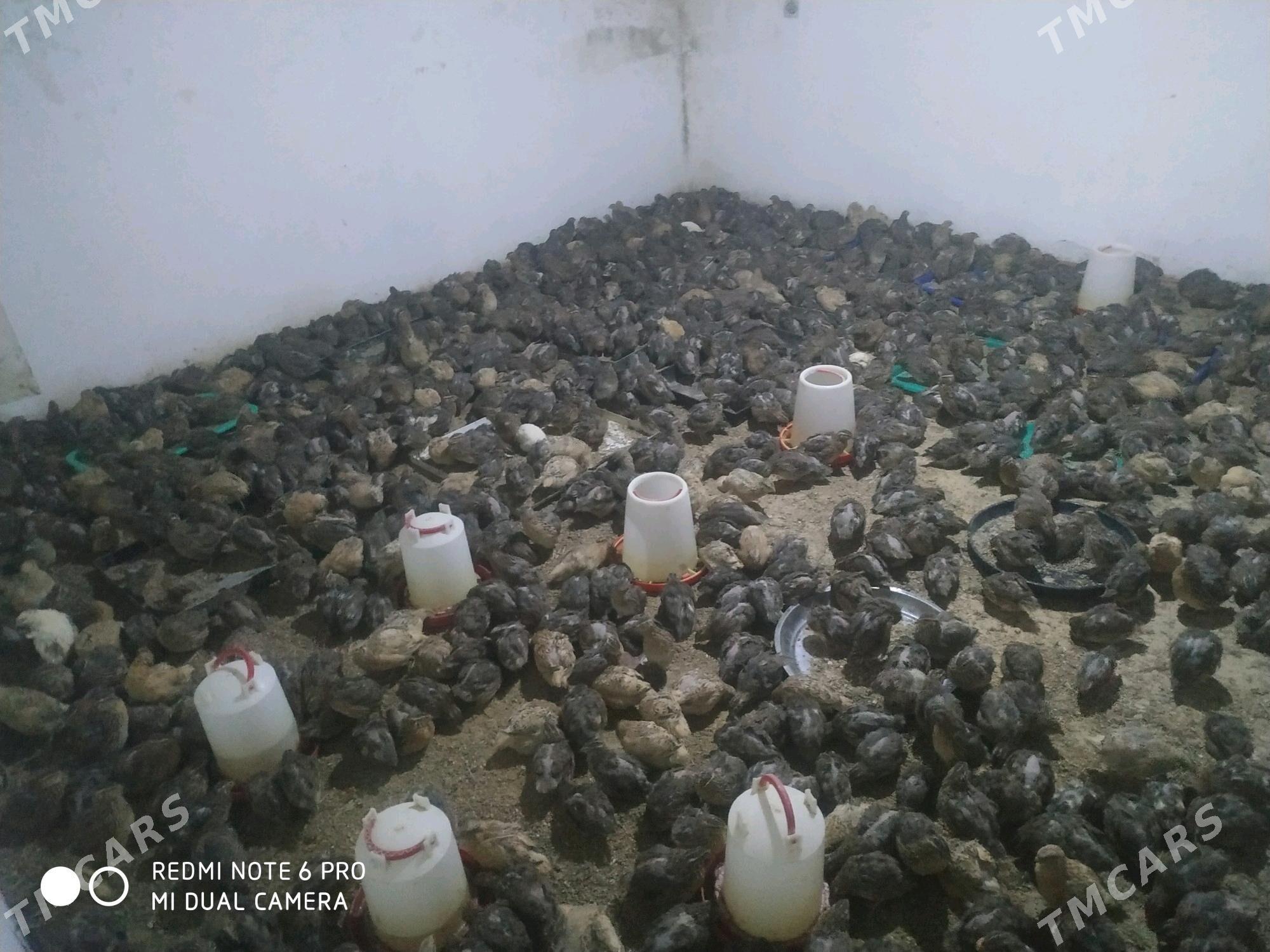 бедене - Анев - img 2