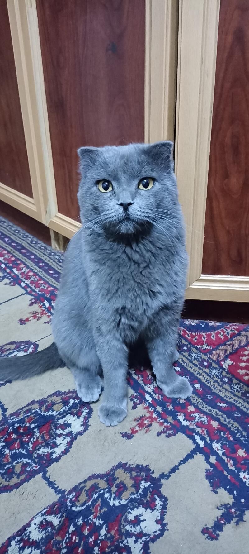 Paroda pisik - Анев - img 2