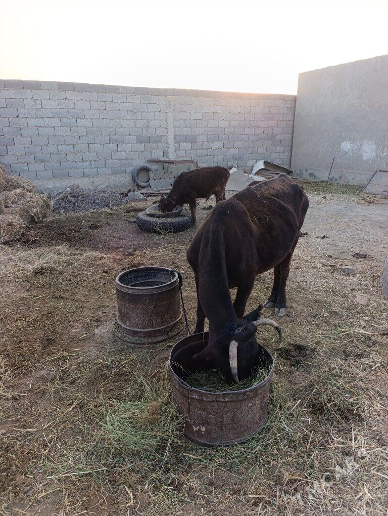 Sygyr - Bäherden - img 2