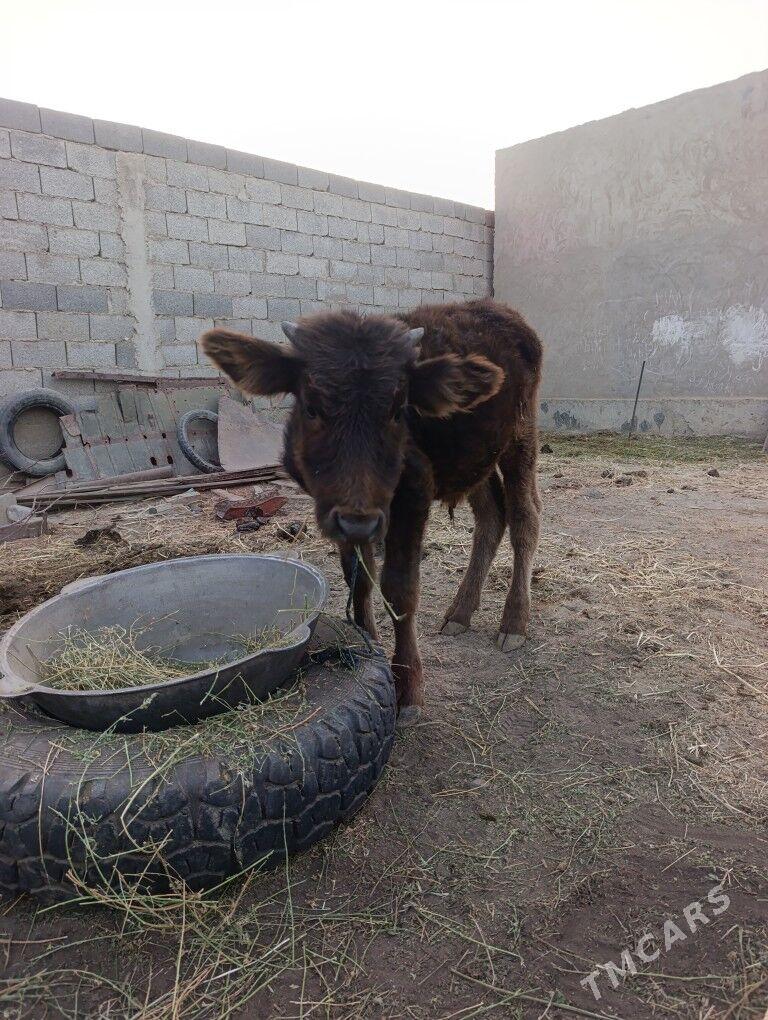 Sygyr - Bäherden - img 4