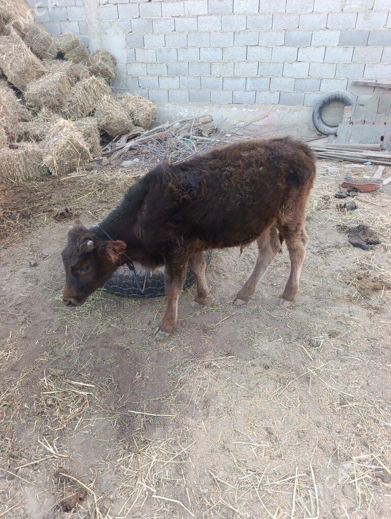 Sygyr - Bäherden - img 3