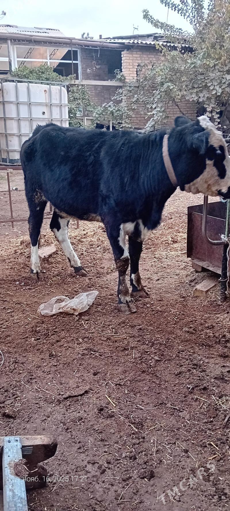 сментал унажын - Türkmenabat - img 2