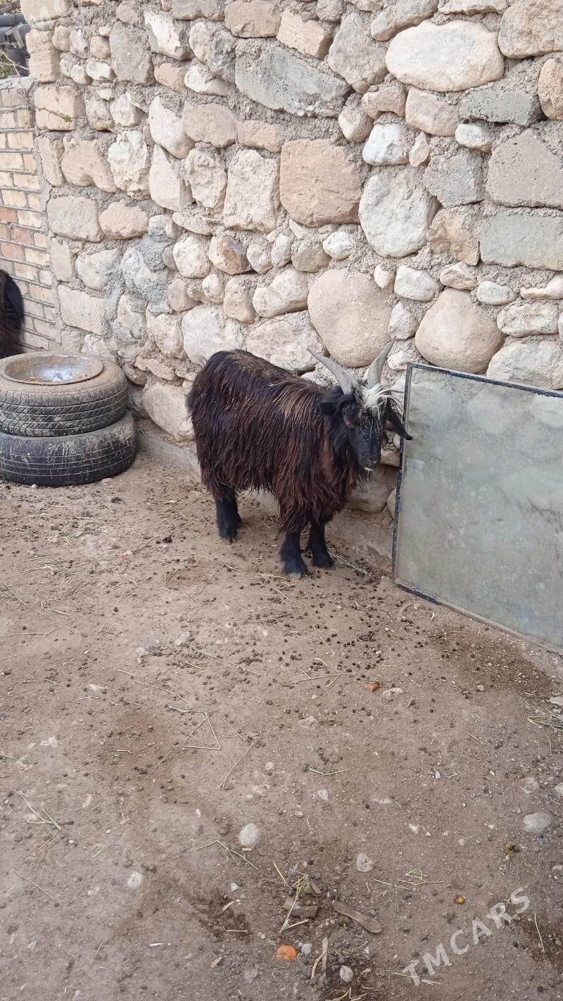 dog teke - Балканабат - img 2