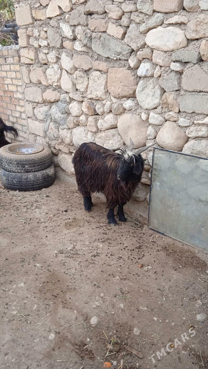 dog teke - Балканабат - img 3