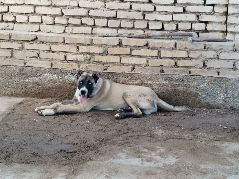 Alabai - Gurbansoltan Eje - img 2