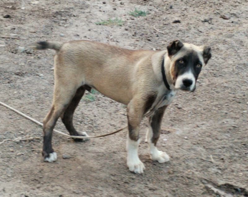 Alabai - Gurbansoltan Eje - img 5