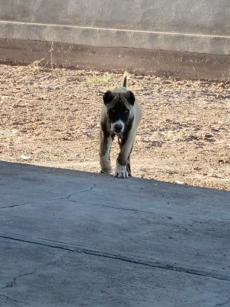 Alabai - Gurbansoltan Eje - img 6