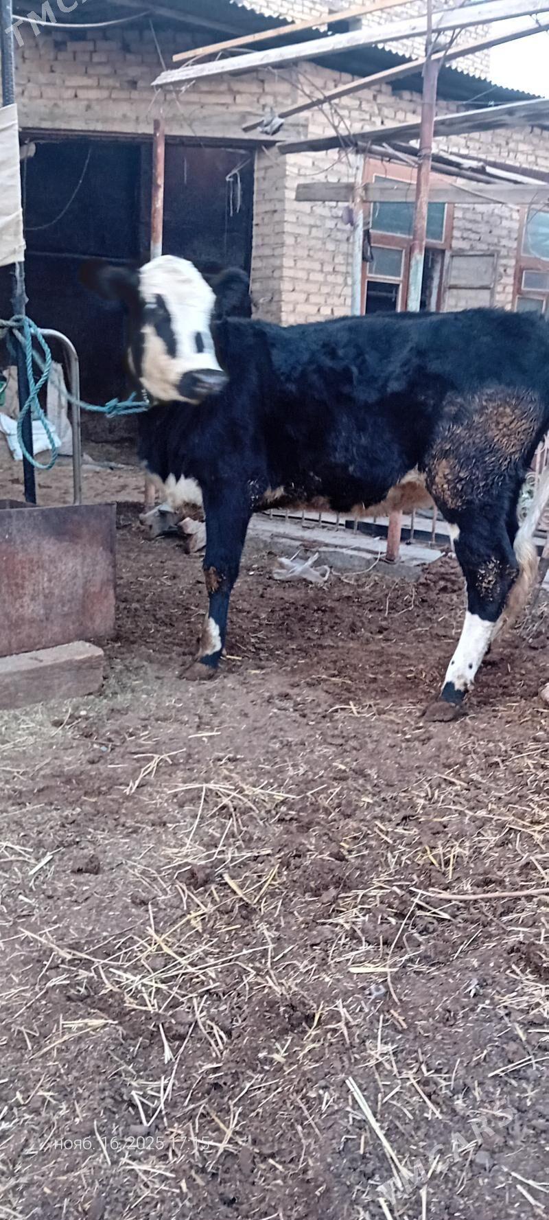 сментал унажын - Türkmenabat - img 4