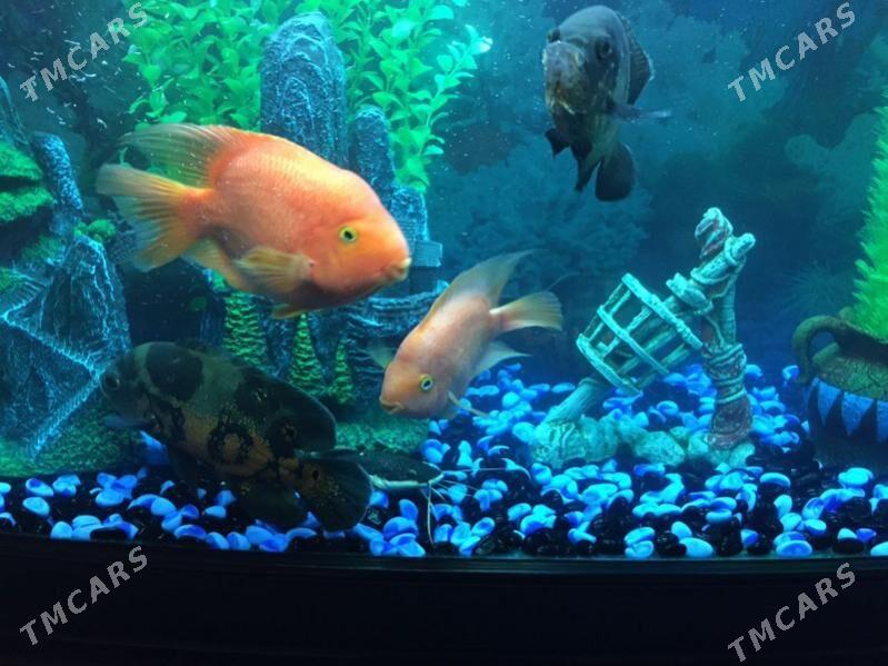 Akwarium - Aşgabat - img 5