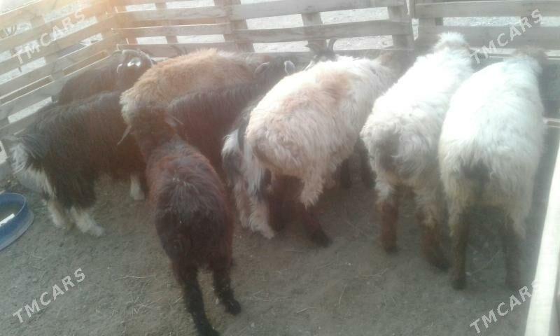 сатлык   токлы   чэвиш - Балканабат - img 3