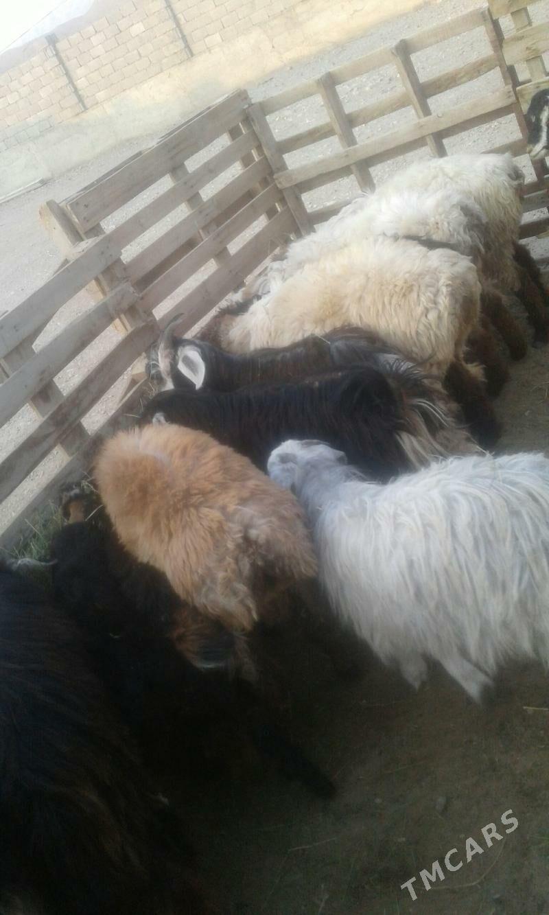 сатлык   токлы   чэвиш - Балканабат - img 2