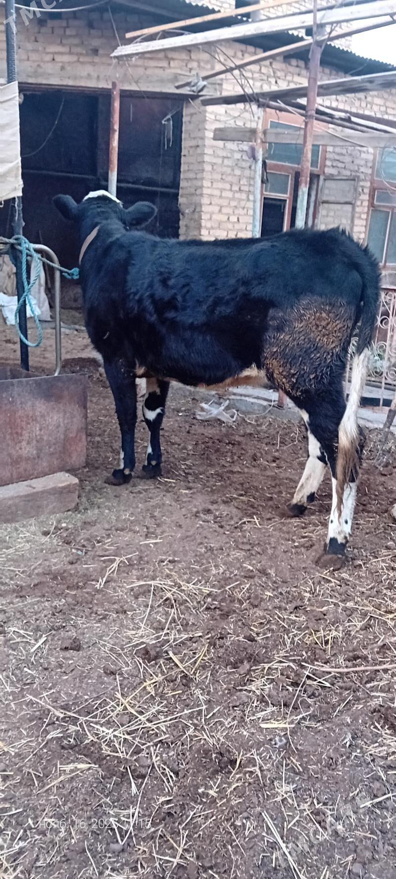 сментал унажын - Türkmenabat - img 5