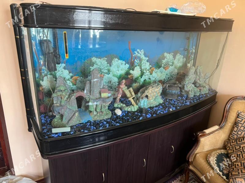 Akwarium - Aşgabat - img 2