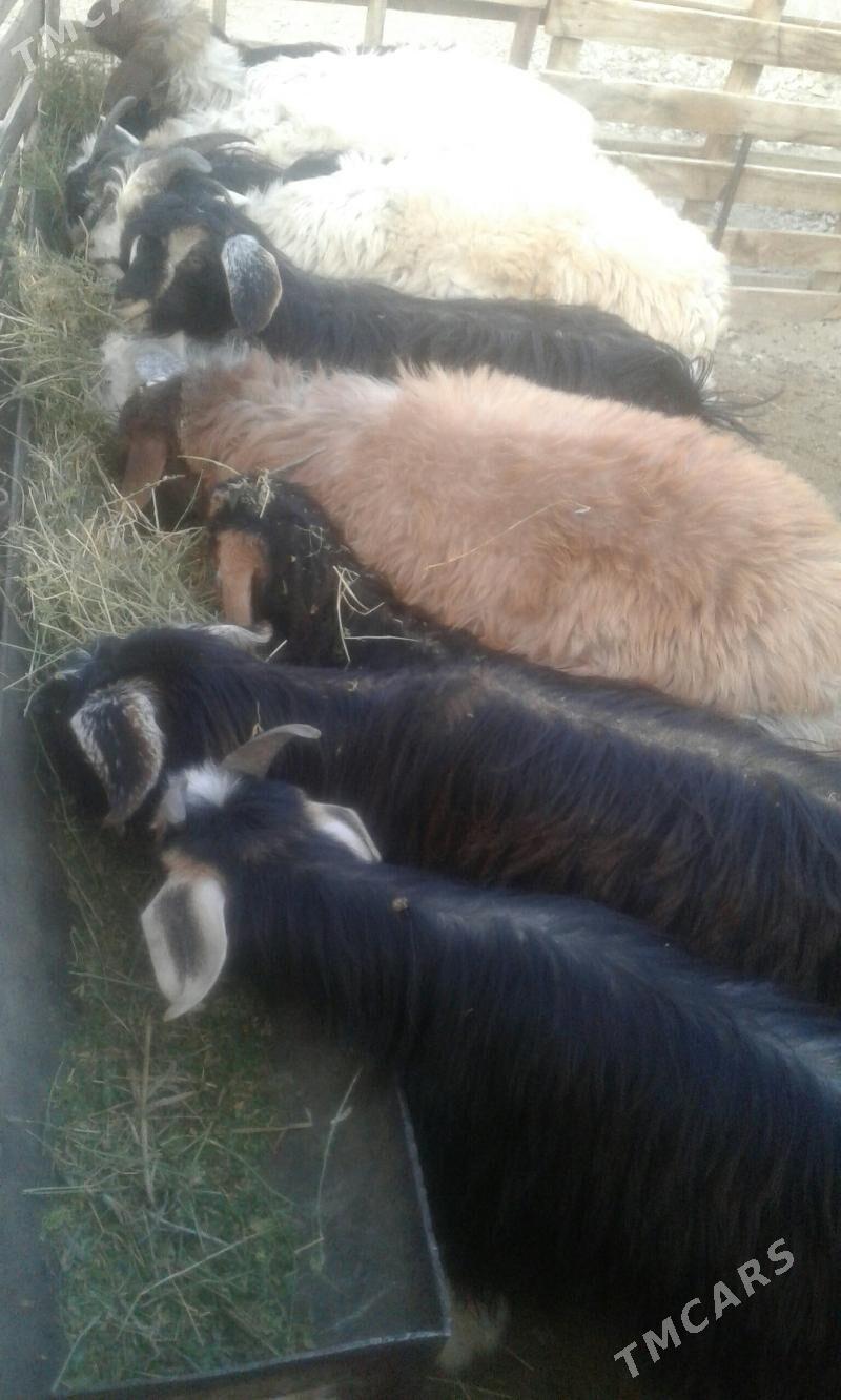 сатлык   токлы   чэвиш - Балканабат - img 4