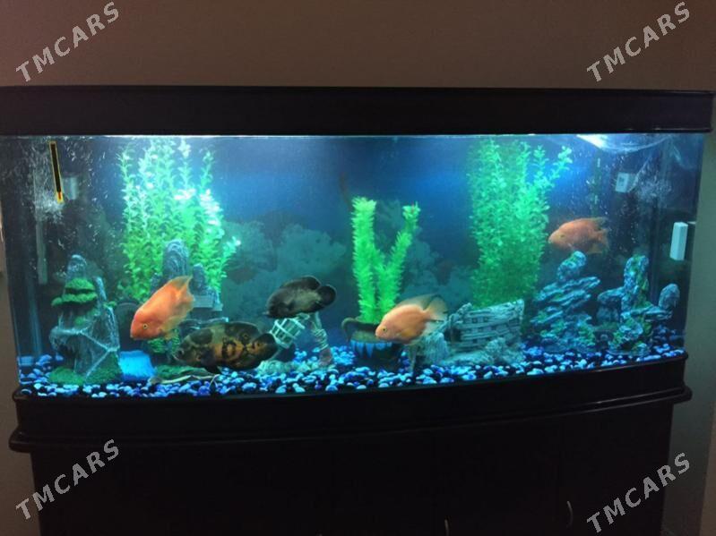 Akwarium - Aşgabat - img 6